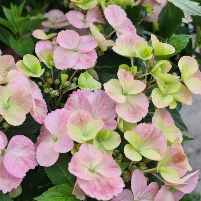 Havehortensia, Hydrangea 'French Bolero'