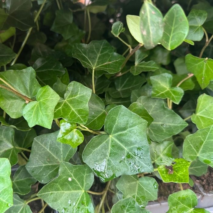 Efeu, Hedera helix 'Hibernica' – Kraftig, stedsegrøn efeu til bunddække og klatring