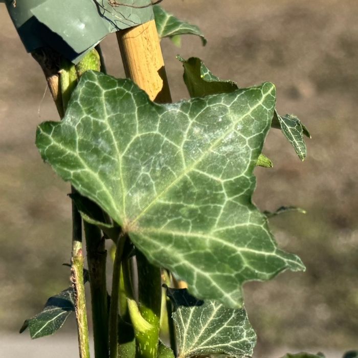 Storbladet Efeu, Hedera helix hibernica - 2l potte - 40-60cm høj
