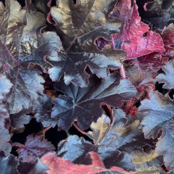 Alunrod, Heuchera 'Black Beauty' - 12 cm potte