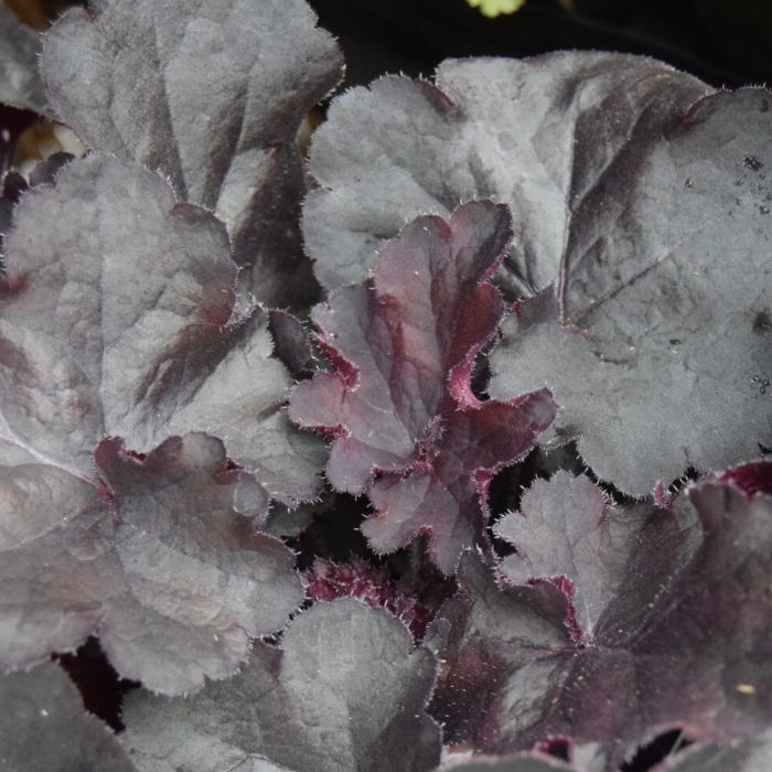 Heuchera 'Black Forest Cake' – Alunrod i dybe chokoladetoner med kirsebærrød blomstring