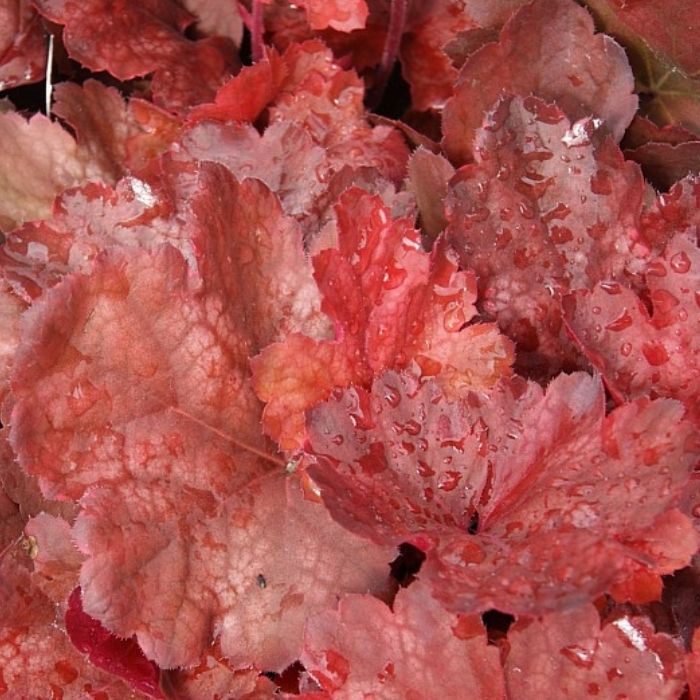 Alunrod HEUCHERA h. Cherry Cola