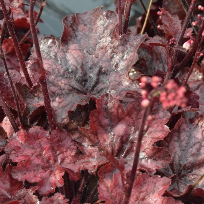 Alunrod, HEUCHERA h. Fire Chief