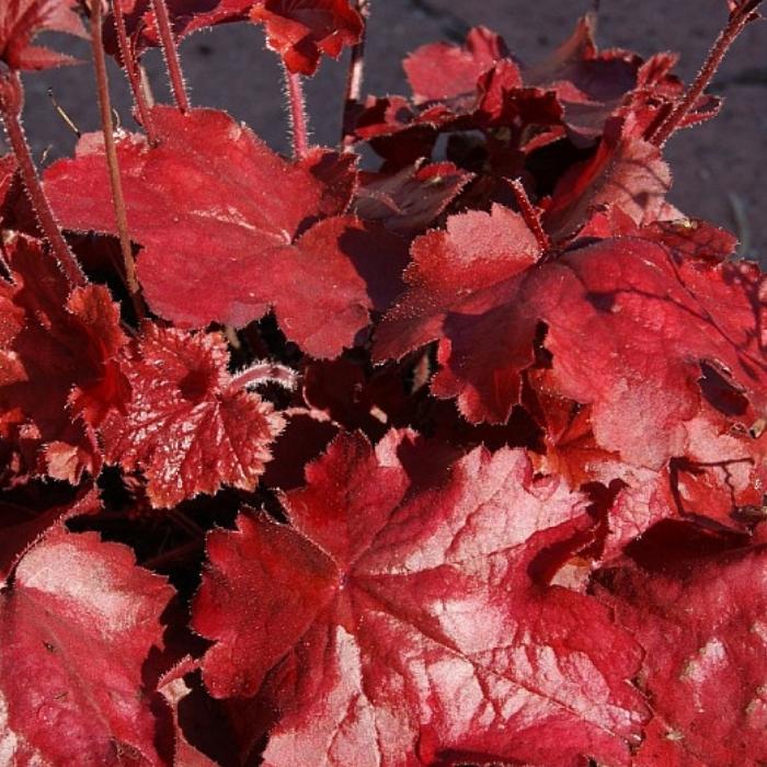 Alunrod, HEUCHERA h. Fire Chief