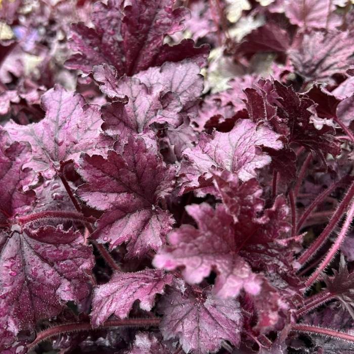 Alunrod, HEUCHERA h. Forever Purple