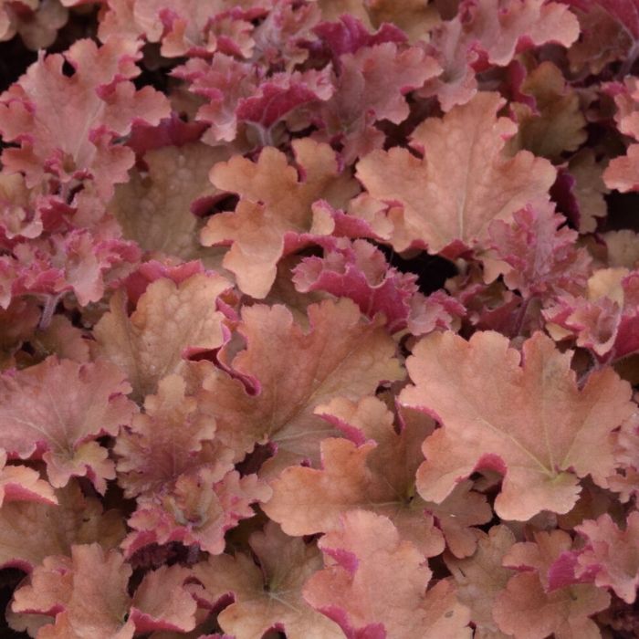 Heuchera 'Gojiberry' – Alunrod med frugtig farve og lang blomstring