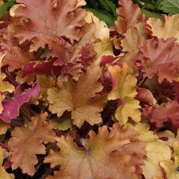  Alunrod HEUCHERA h. Marmalade