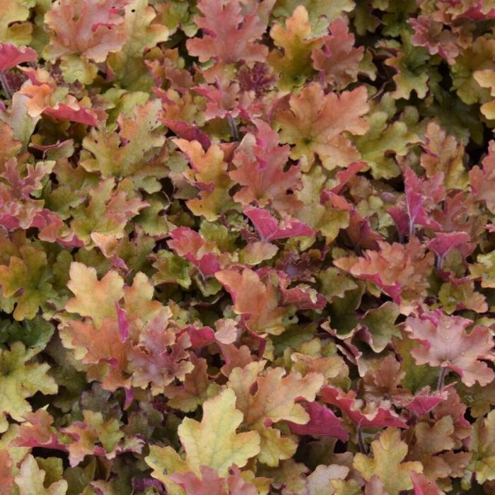  Alunrod HEUCHERA h. Marmalade