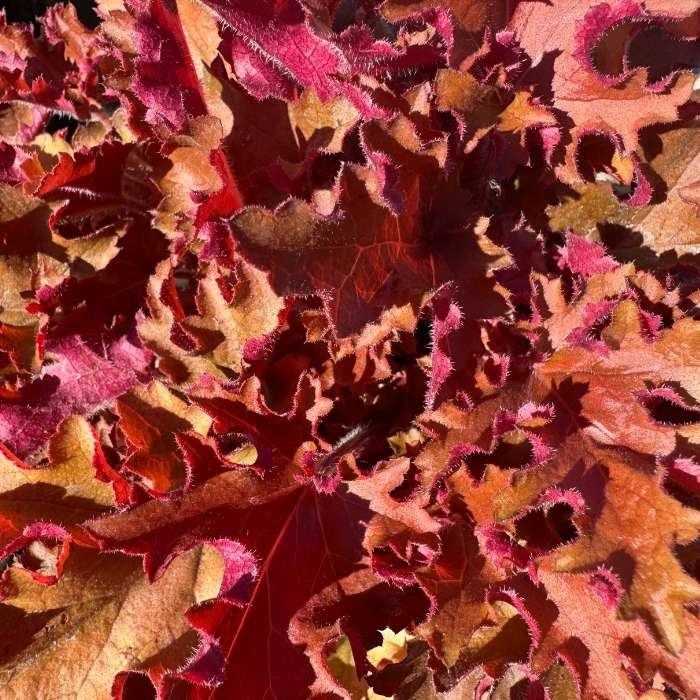 Alunrod, Heuchera 'Orange Berry' - 13 cm potte