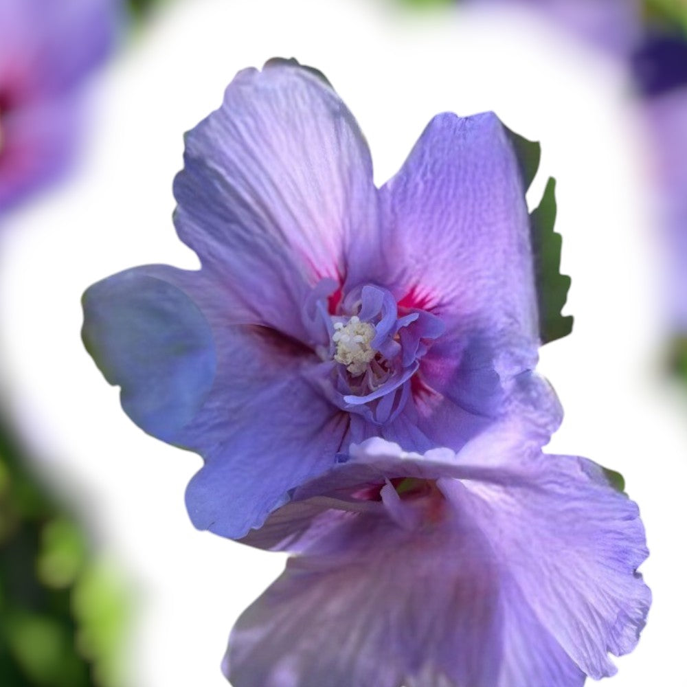 Syrisk rose 'Blue Chiffon', størrelse C 3,4.