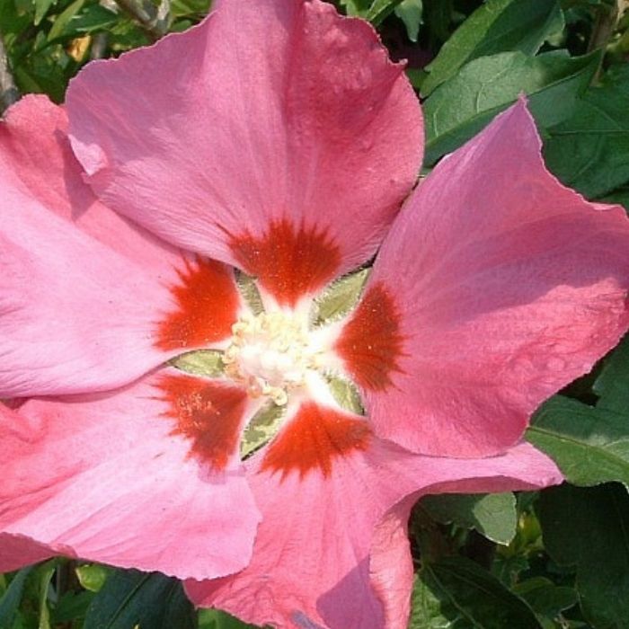 Syrisk rose, Hibiscus Syriacus ´Pink Gigant´ 