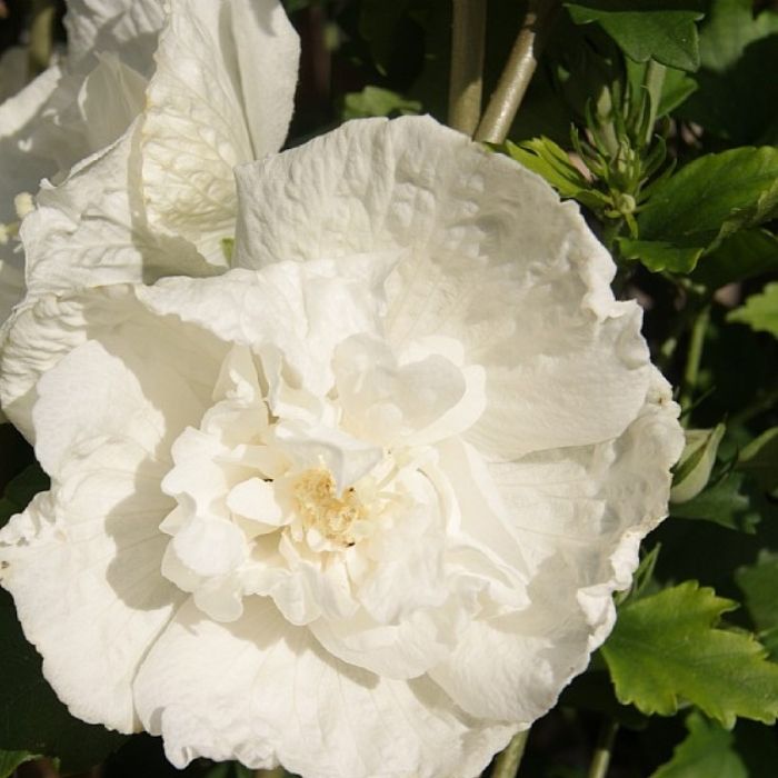 Syrisk rose, Hibiscus ´White Chiffon´