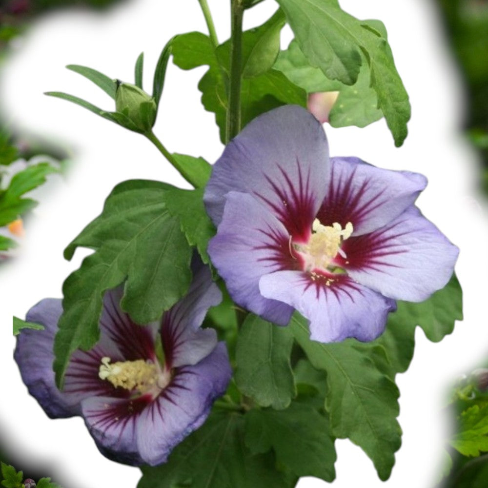 Syrisk rose, Hibiscus Ultramarine i 5 L potte.