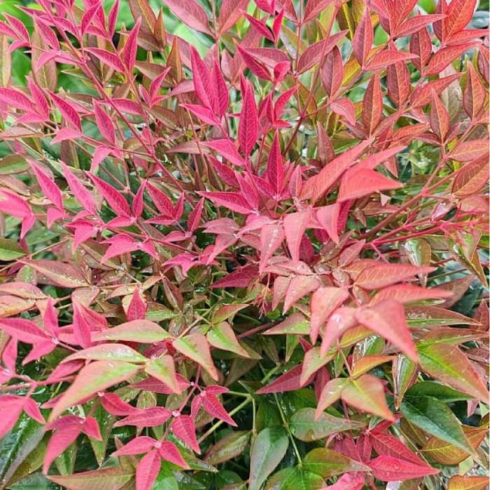 Himmelsk bambus, Nandina dom. Obsessed ('Seika' ) i 3L potte - 25-30cm