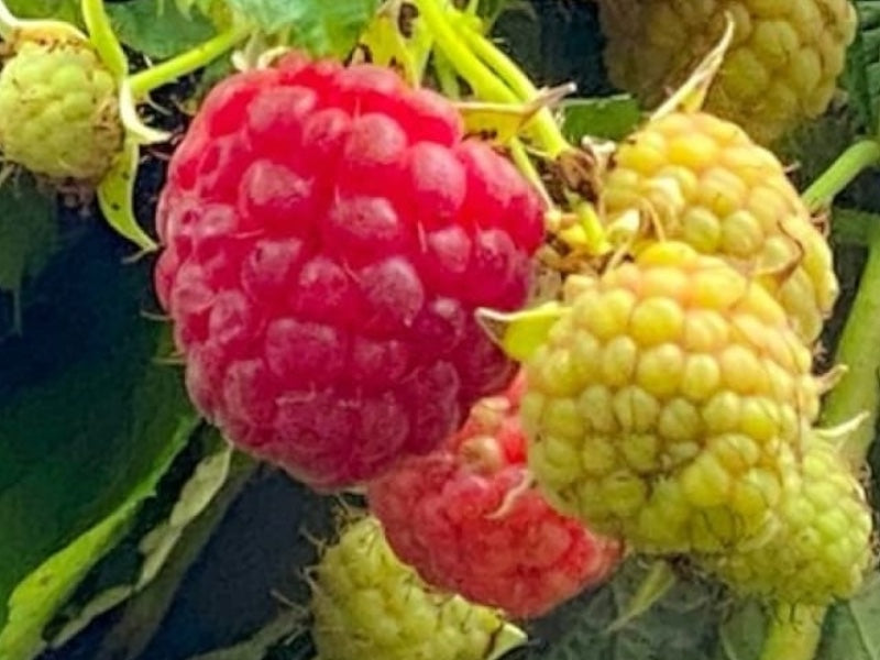 Hindbærbusk, Rubus Idae, model 'Autumn First®', 5 L potte.