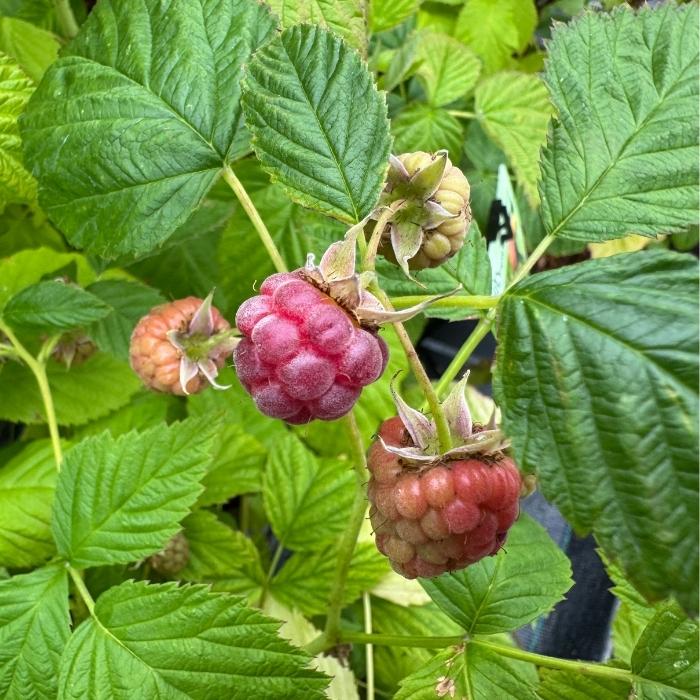 Hindbær, Rubus idaeus 'Autumn First' - efterårshindbær