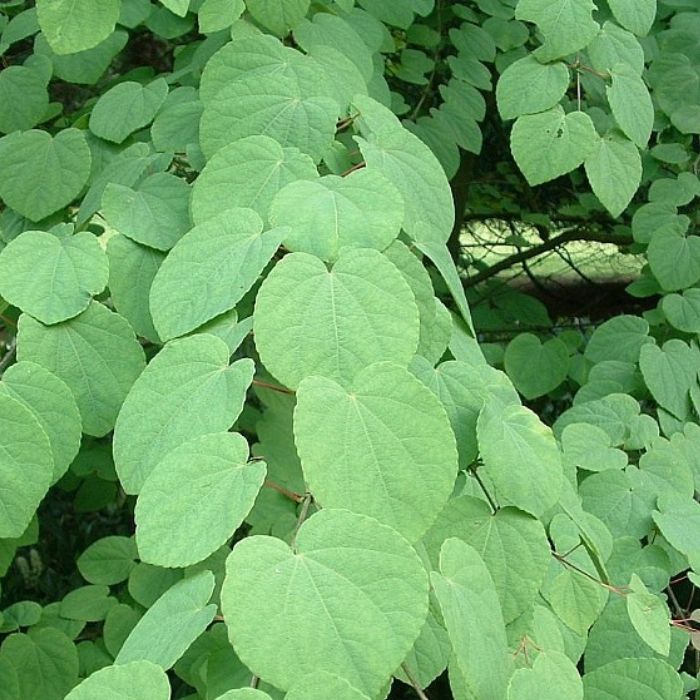 Hjertetræ, Cercidiphyllum japonicum 