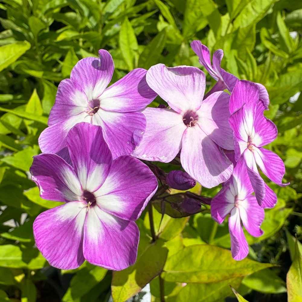Floks, PHLOX pani. 'Flame'® i 1 L potte.
