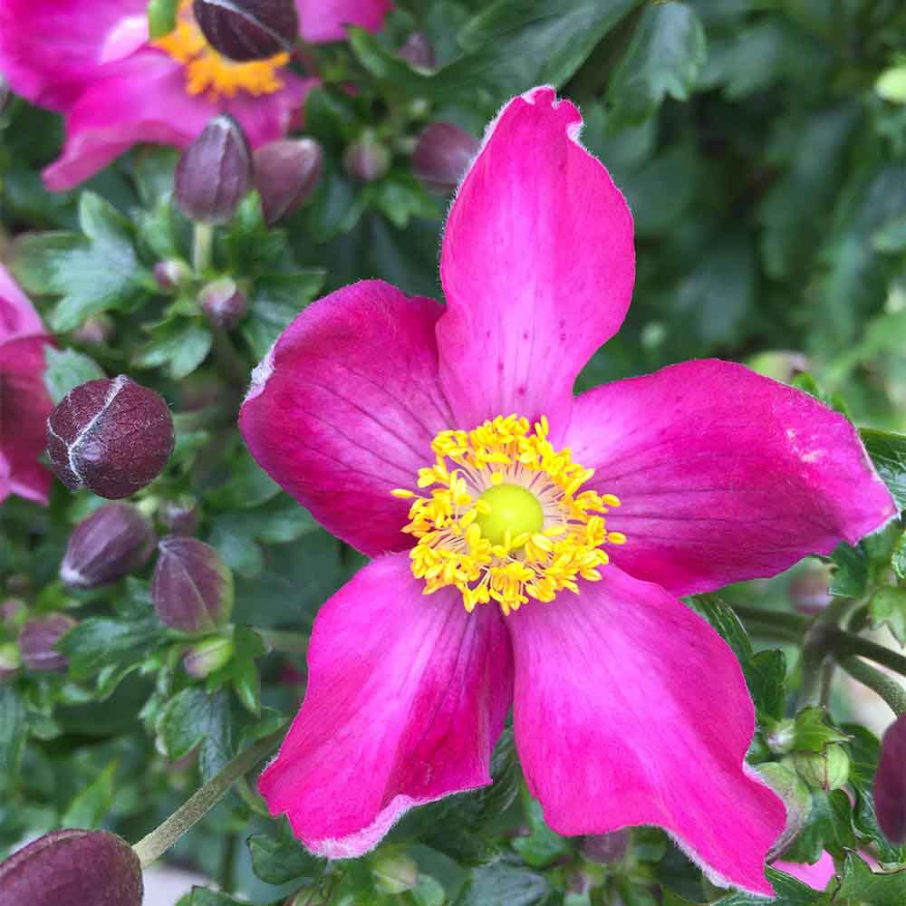 Høstanemone, ANEMONE jap. Fan. Red Riding Hood, 1 L potte.