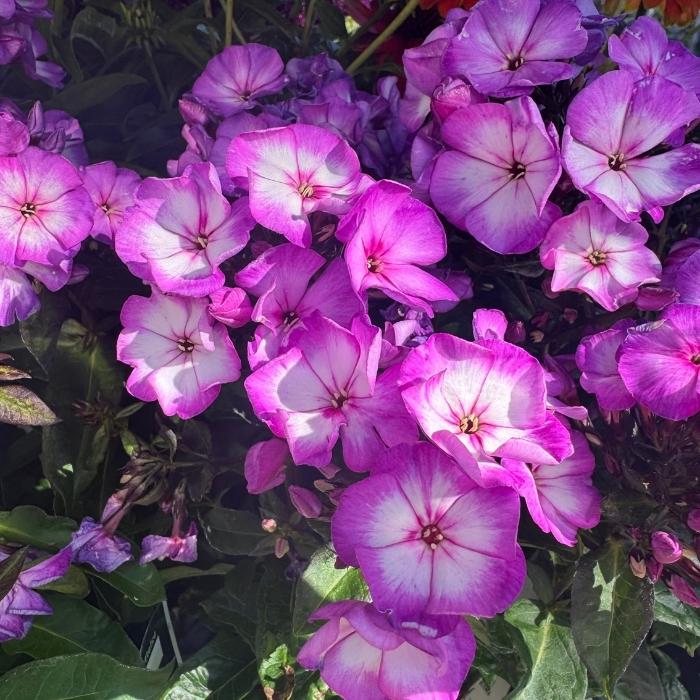 Høstfloks, Phlox Pan. ´Sweet Summer Fantasy´ - 13 cm Potte