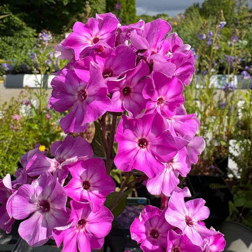 Høstfloks, PHLOX pani. 'Early Purple Eye' - 1 L Potte