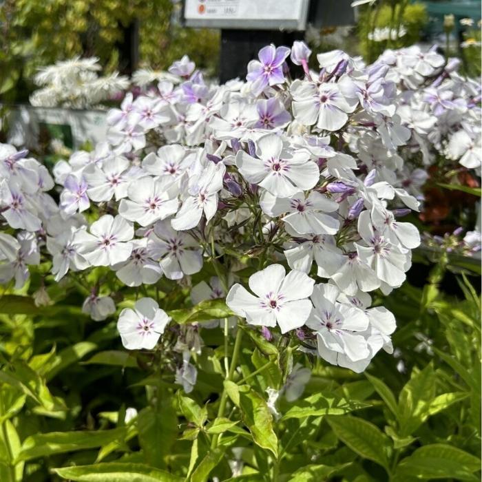 Høstfloks, Phlox paniculata 'Light Blue Flame'