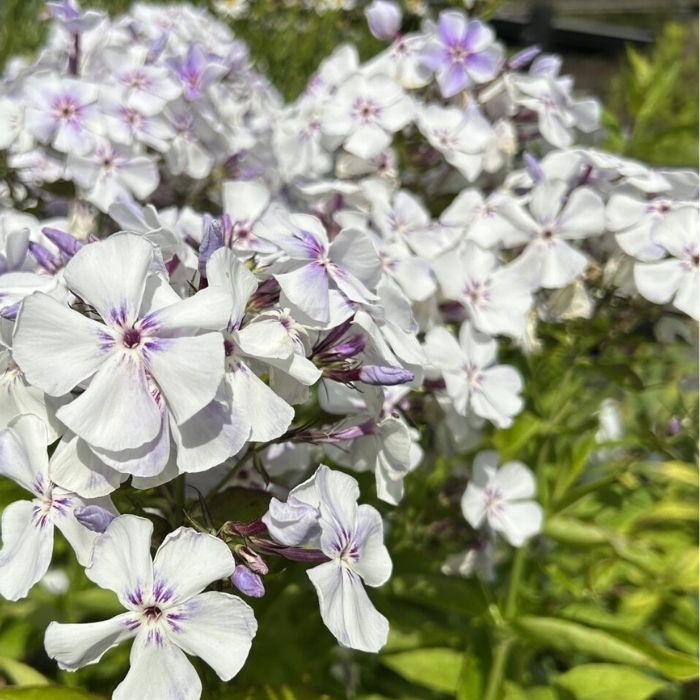 Høstfloks, Phlox paniculata 'Light Blue Flame' 