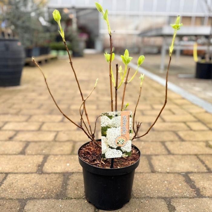 Hortensia, Hydrangea arbor. 'Annabelle' - 3L potte