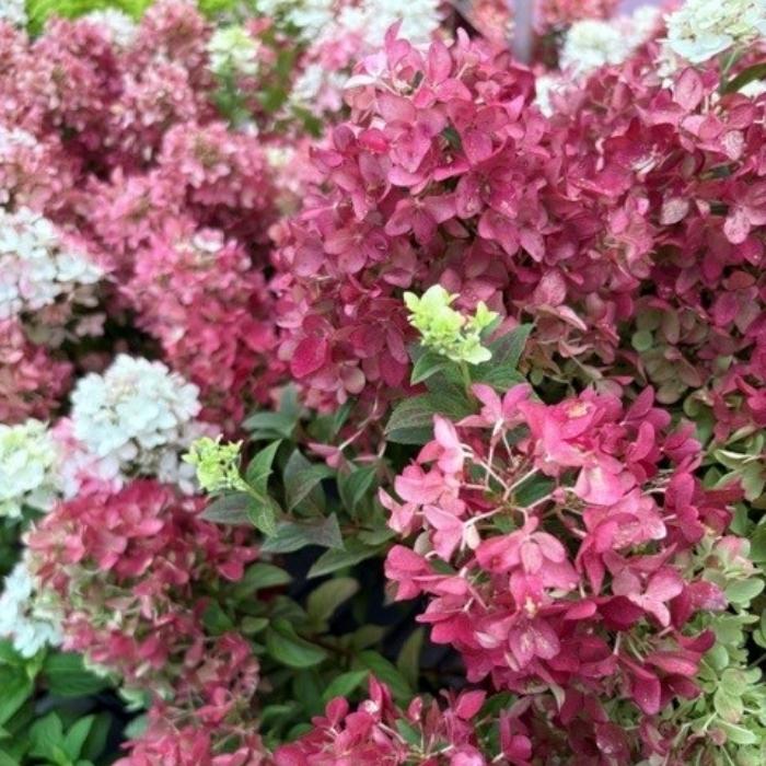 Hortensia, Hydrangea paniculata ‘Groundbreaker Blush’
