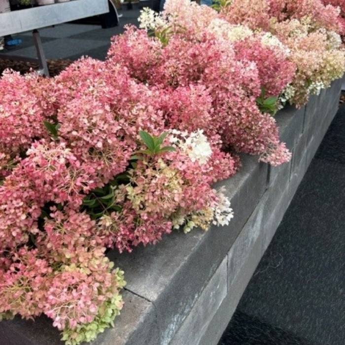 Hortensia, Hydrangea paniculata ‘Groundbreaker Blush’