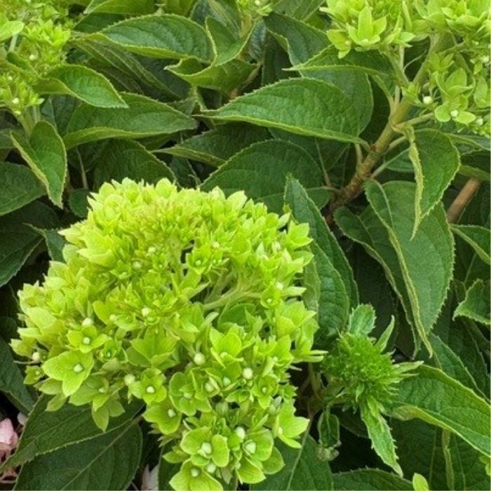 Syrenhortensia Groundbreaker 'Greeny'– limegrøn blomstring i kompakt format