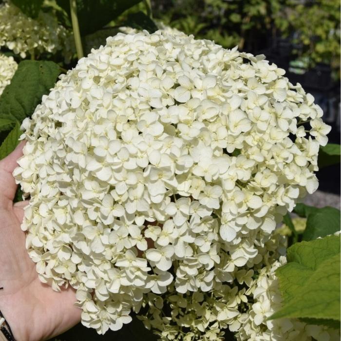 Hortensia, Hydrangea a. 'Annabelle', 40-60 CM høj - 4,6l potte