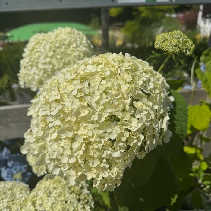 Hortensia, Hydrangea arborescens 'Annabelle'