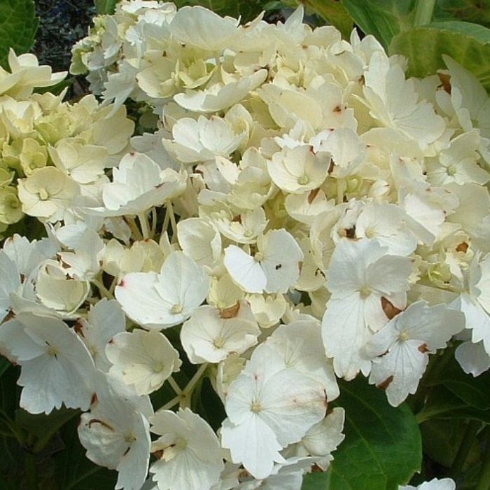 Hortensia, Hydrangea Alma
