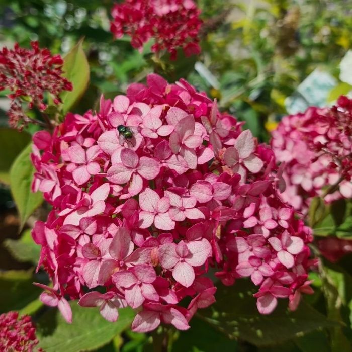 Hortensia, Hydrangea Arb. Ruby Annabelle