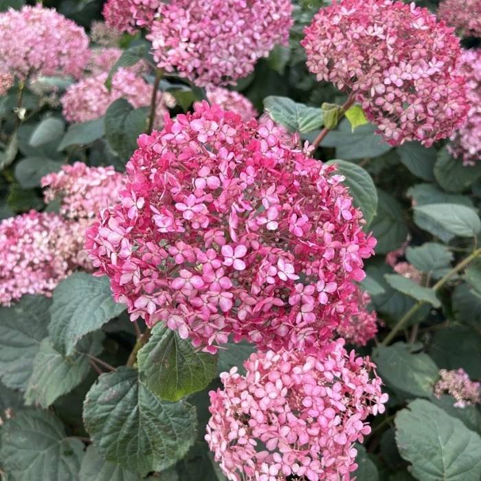 Hortensia, Hydrangea Arb. Sweet Annabelle