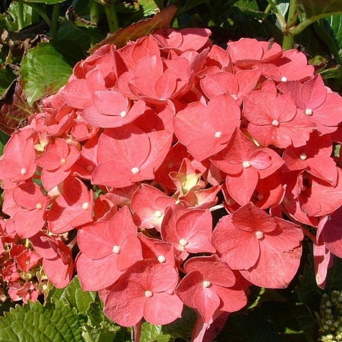 Hortensia Hydrangea Bella ® i 5 L potte.