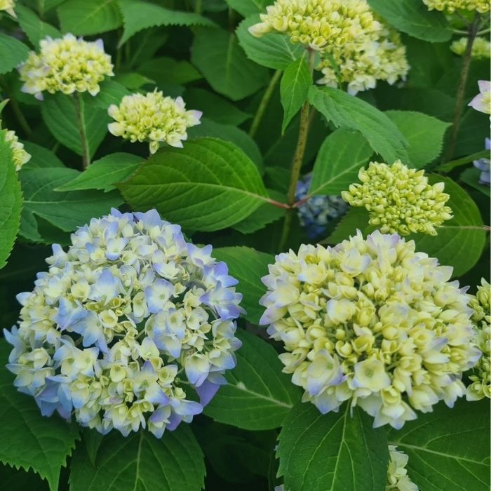Hortensia, Hydrangea Clara