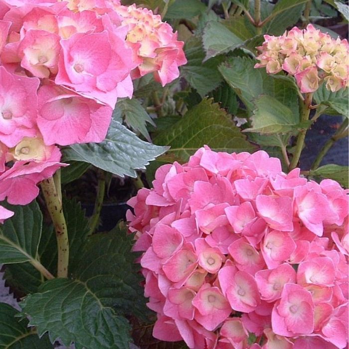 Hortensia, hydrangea Dorthea