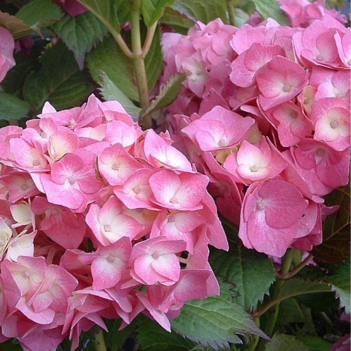 Hortensia, hydrangea Dorthea