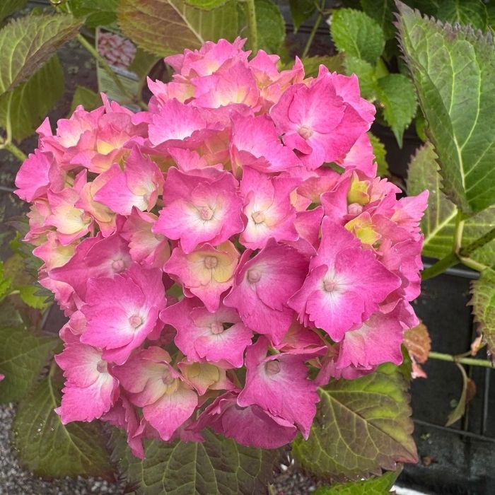 Hortensia, hydrangea Dorthea - én af de 6 søstre