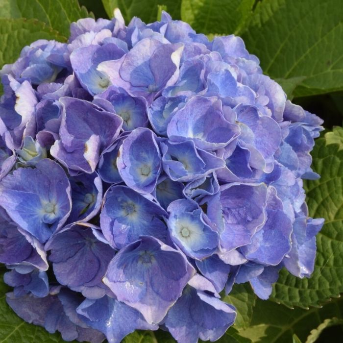 Hortensia, Hydrangea 'Elisa'