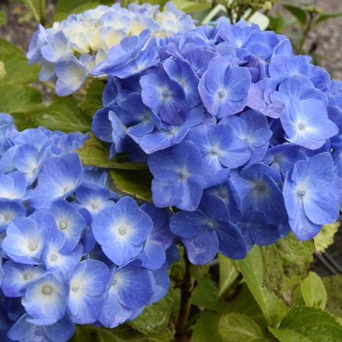 Hortensia, Hydrangea 'Elisa'