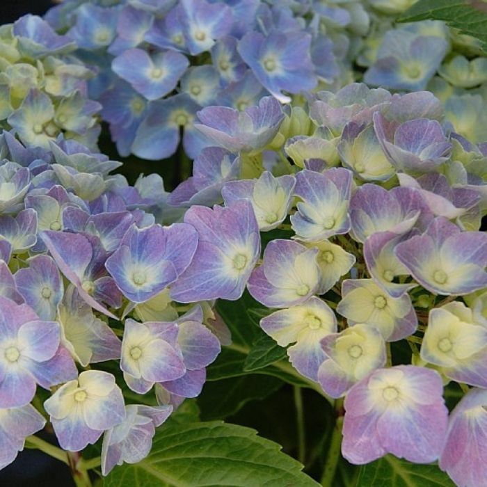 Hortensia, Hydrangea 'Elisa'