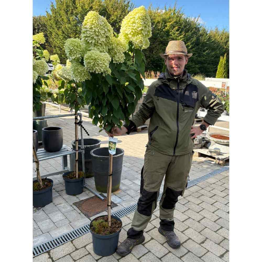Hortensia træ, Hydrangea p. 'Limelight' - opstammet med 80-100 cm stamme, 10L potte 