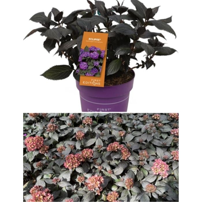 Hortensia, Hydrangea m. 'Eclipse' purple