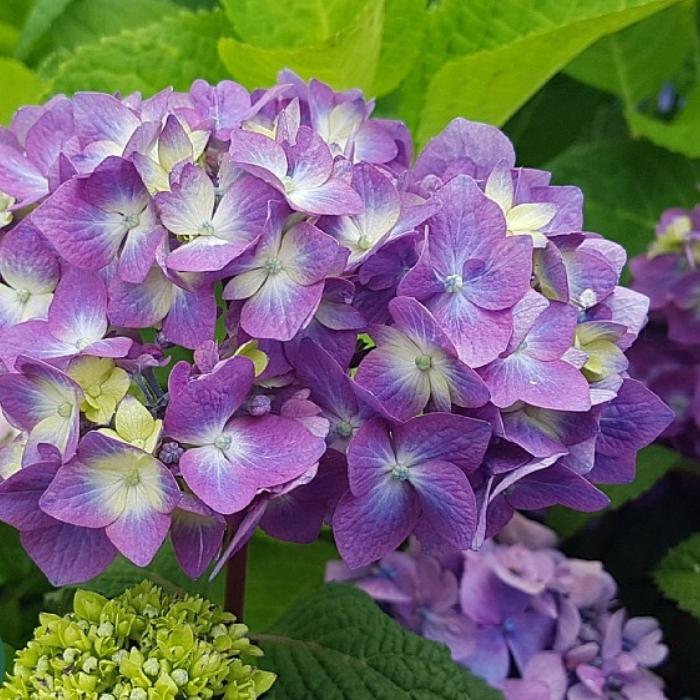 Havehortensia, Hydrangea m. 'Bloomstar Blå' 