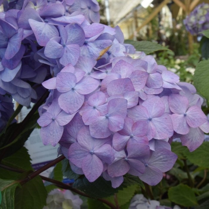 Havehortensia, Hydrangea m. 'Bloomstar Blå' 