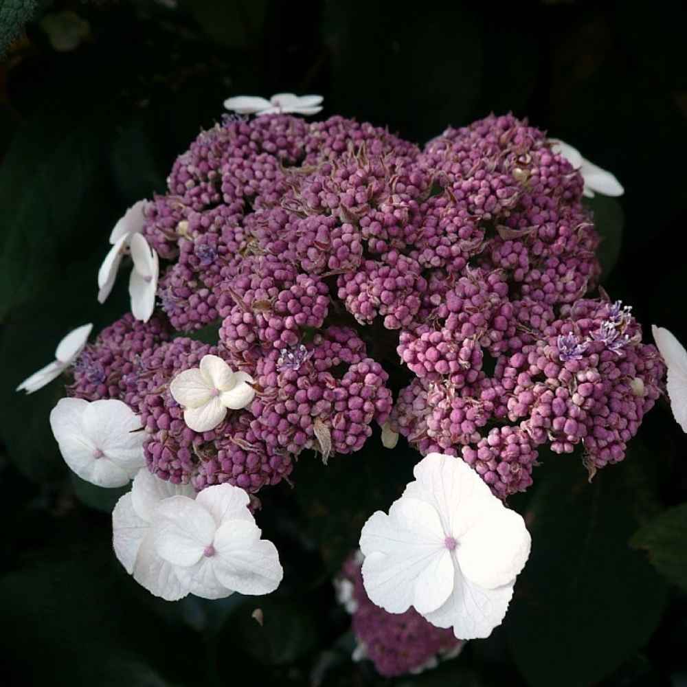 Hortensia, Hydrangea macrophylle - 21 cm. potte