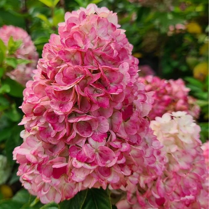 Hortensia, Hydrangea Pan. Pinky Winky